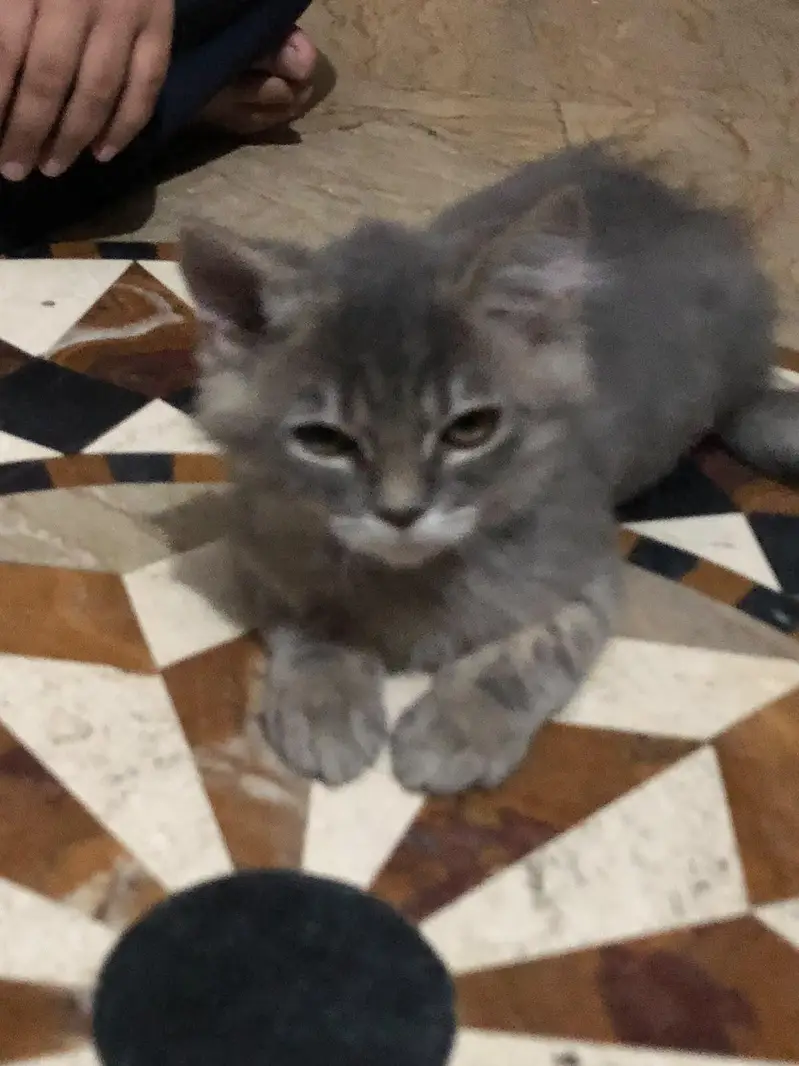 Persian Grey Taddy Male cat - semi Punch Face - Healthy & Playful — photo 3