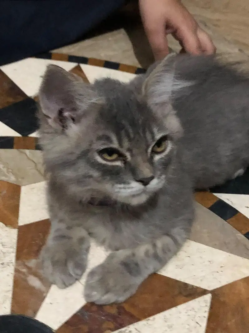 Persian Grey Taddy Male cat - semi Punch Face - Healthy & Playful — photo 4