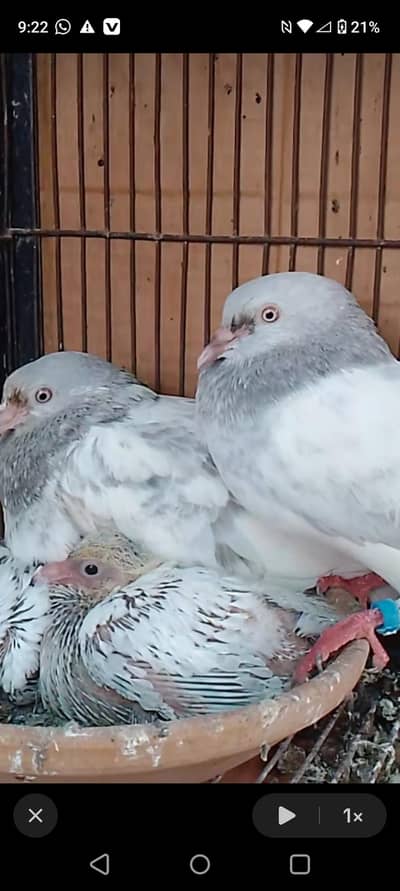 sletay dub walay teedy chicks and breeders