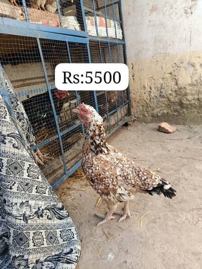 sare aseel hai ( contact 03295072011)