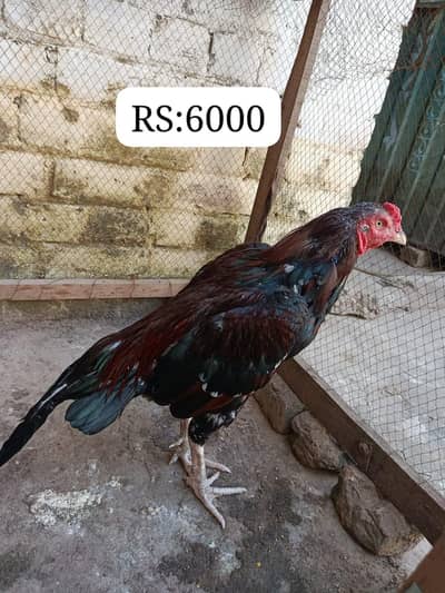 sare aseel hai ( contact 03295072011)