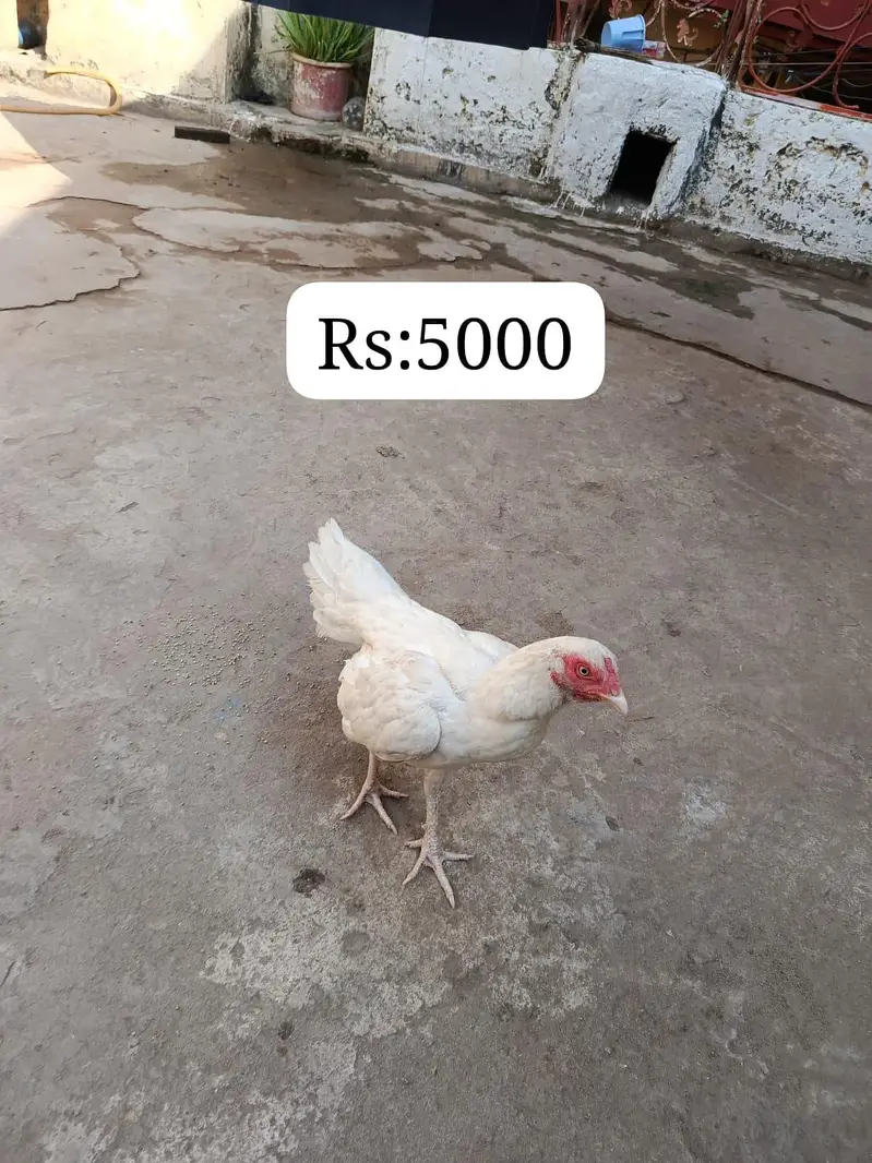 sare aseel hai ( contact 03295072011) — photo 4