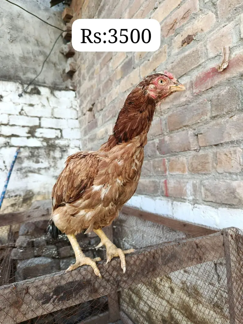 sare aseel hai ( contact 03295072011) — photo 5