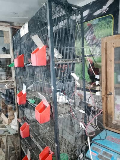 Pigeon cage for sale good candish mazbot bana hn tote wagra bhi Rahe