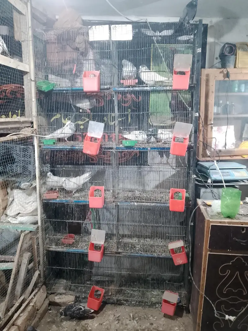Pigeon cage for sale good candish mazbot bana hn tote wagra bhi Rahe — photo 2