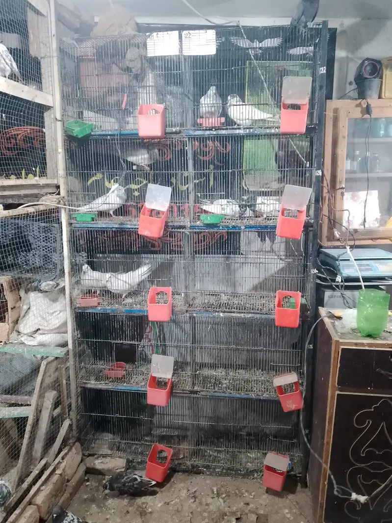 Pigeon cage for sale good candish mazbot bana hn tote wagra bhi Rahe — photo 3