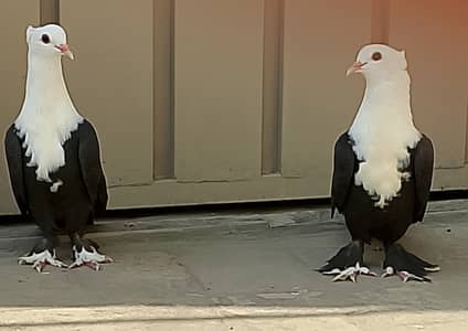 Black Karbalai Chotidar Pamos