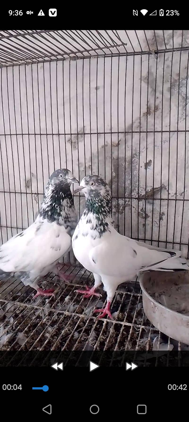 dub walay teedy chicks 2
