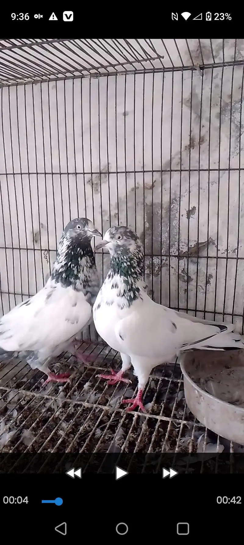 sletay dub walay teedy chicks and breeders — photo 4