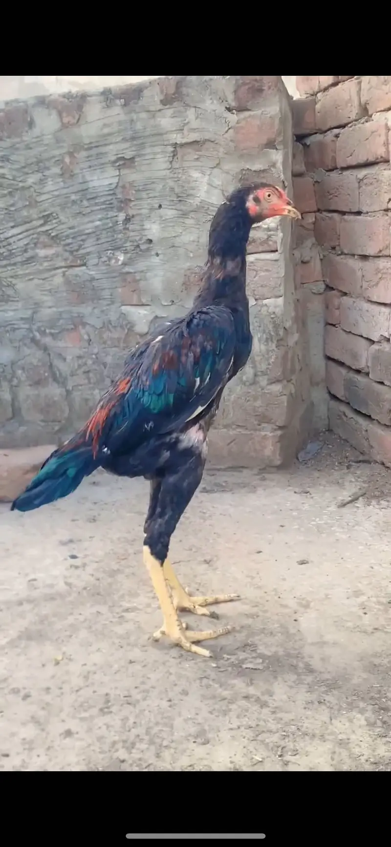 Aseel Patha for sale — photo 2