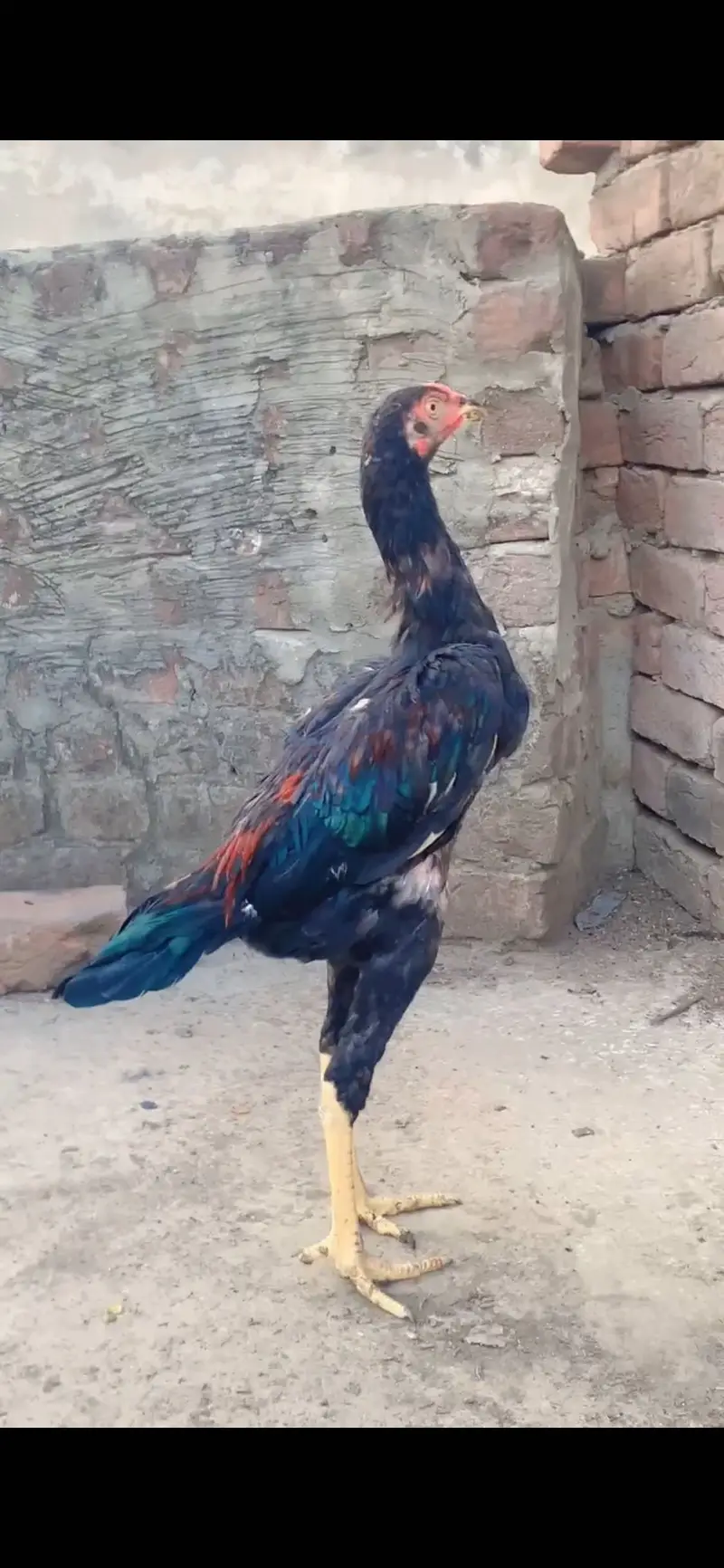 Aseel Patha for sale — photo 3