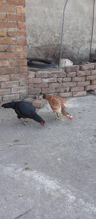 Aseel Mianwali Maadi for sale