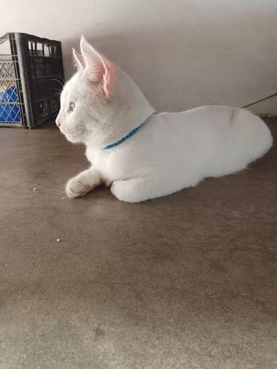 3 Persian kittens for sale