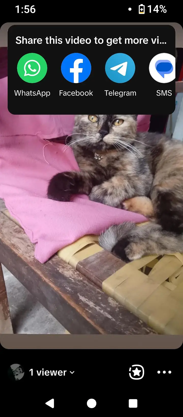 3 Persian kittens for sale — photo 2