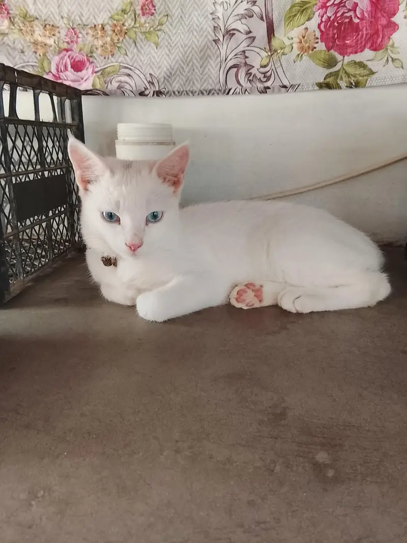 3 Persian kittens for sale — photo 3