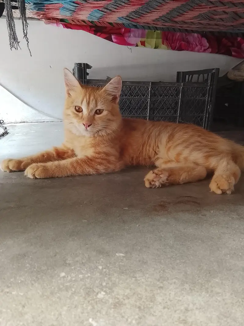 3 Persian kittens for sale — photo 4