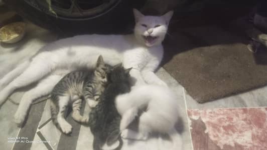 Persian cat with 3 kittens