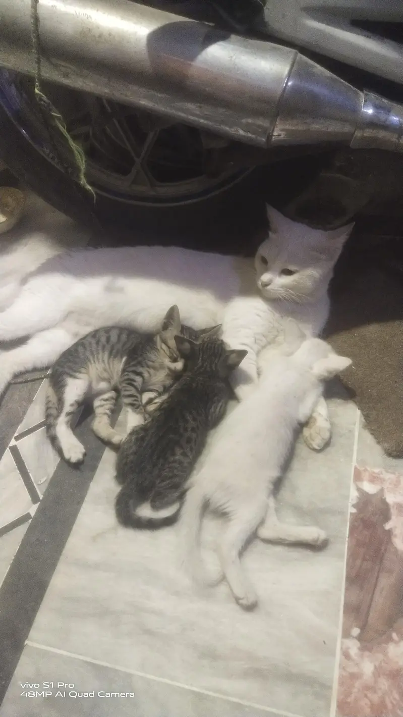 Persian cat with 3 kittens — photo 2