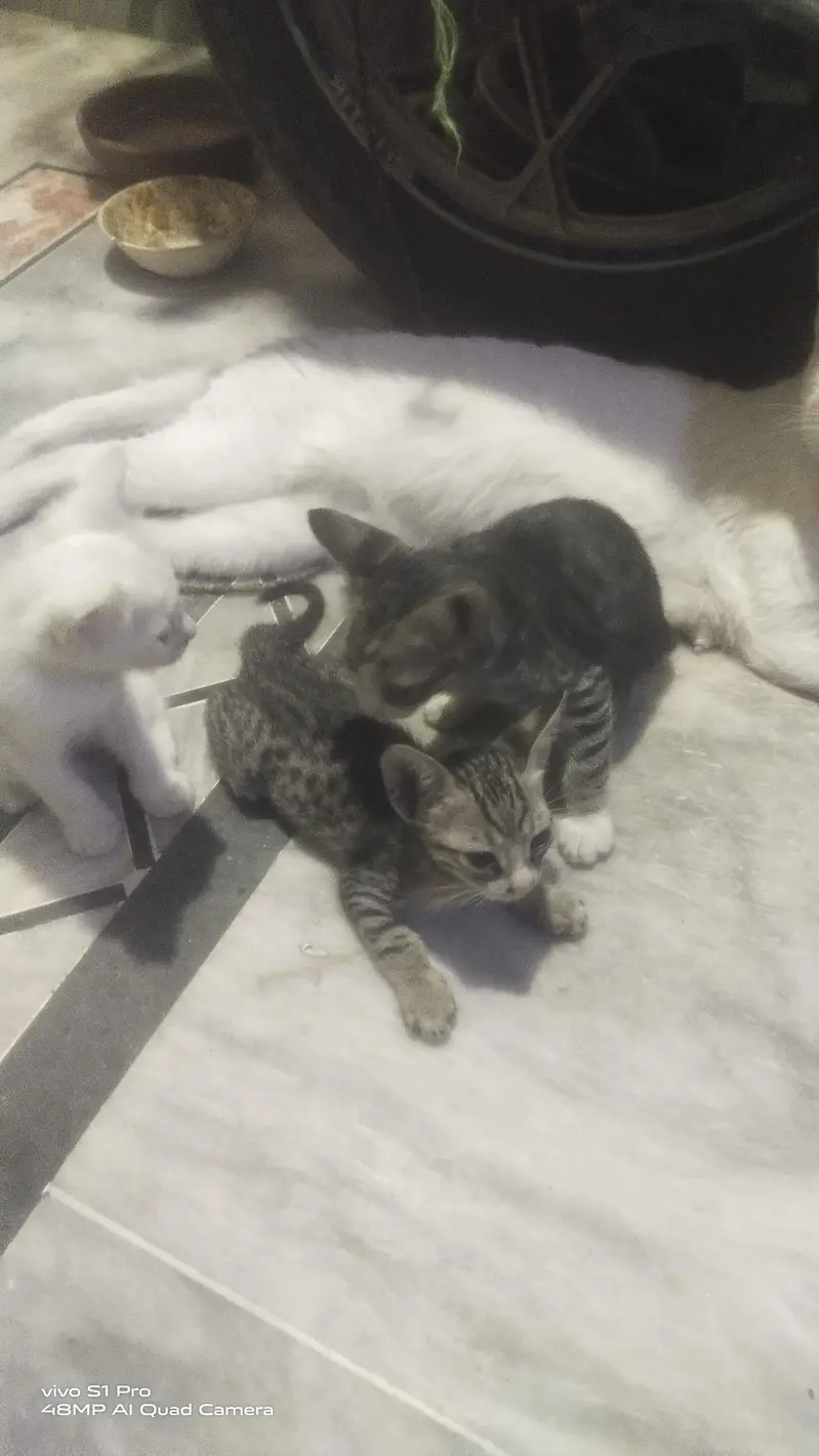 Persian cat with 3 kittens — photo 3