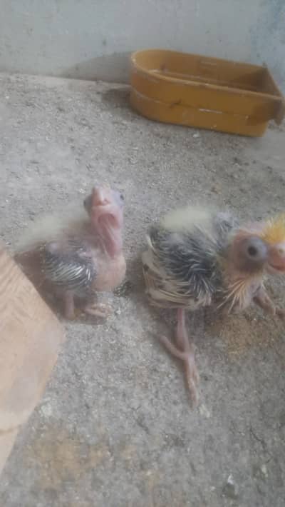 Cockatiel baby available for handtame Roseicollis lovebirds