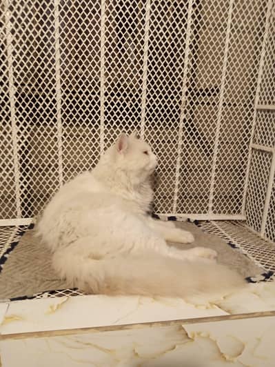 male  cat for sell