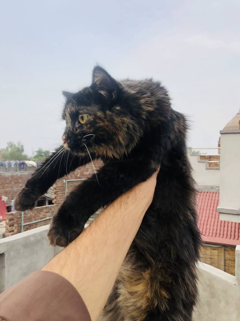 Fluffy Persian Cat 0