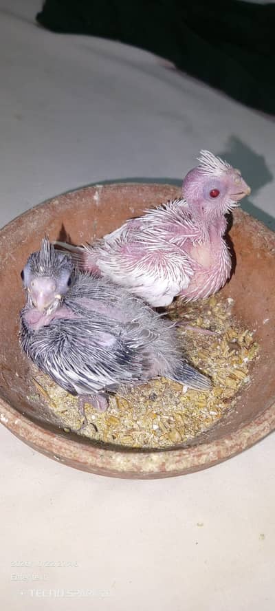 Eno and charcoal chicks