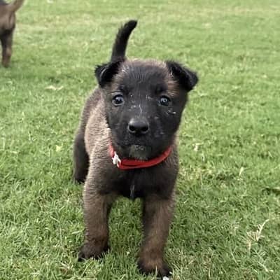 purebred pedigree elitworking line Belgian malinois puppies for sale