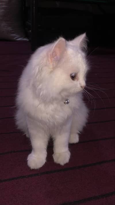 Luna cat for sale + Accessories