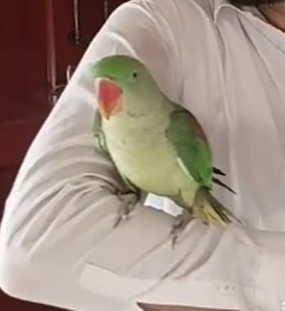 Raw hand tame female