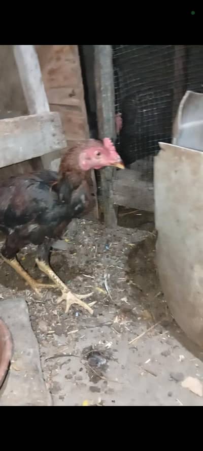 Aseel Mianwali Heera pair age 1 years home breed  full active