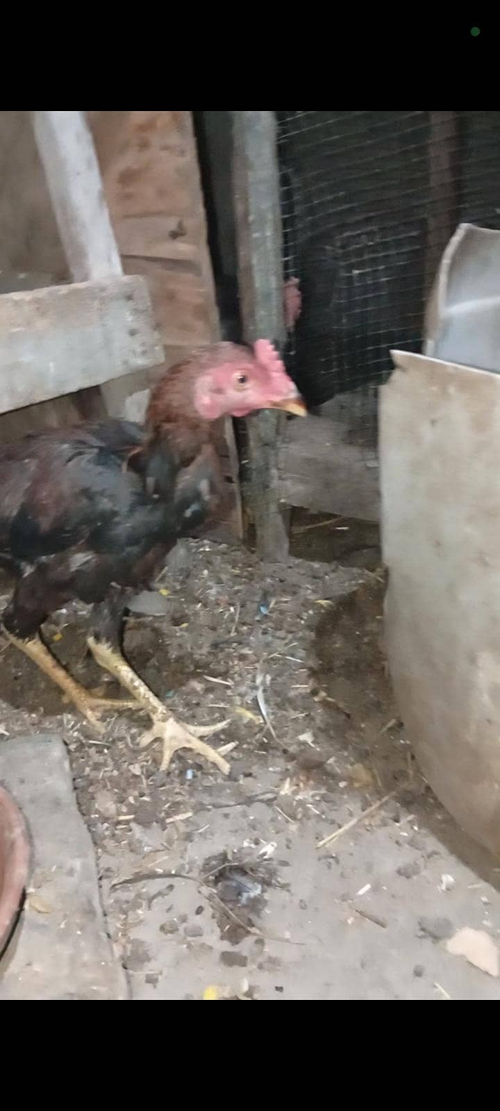 Aseel Mianwali Heera pair age 1 years home breed full active - Hens ...