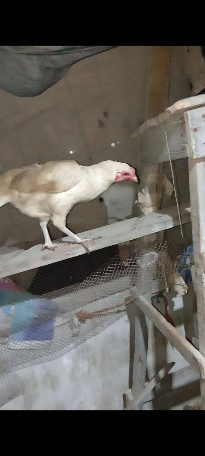 Aseel Mianwali Heera pair age 1 years home breed full active - Hens ...