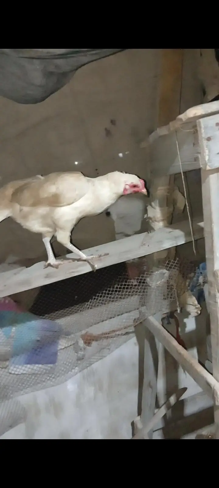 Aseel Mianwali Heera pair age 1 years home breed  full active — photo 2