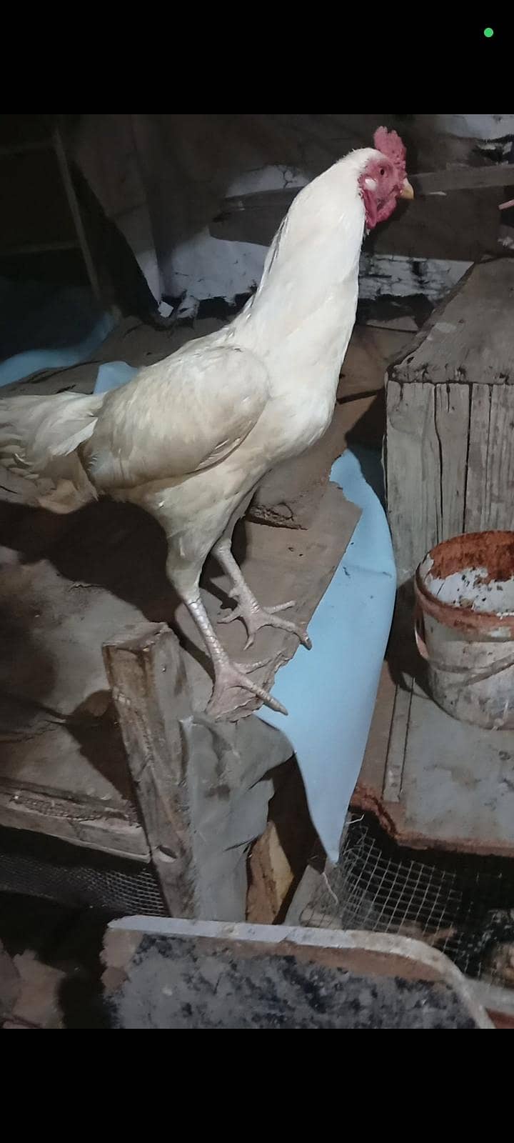 Aseel Mianwali Heera pair age 1 years home breed full active - Hens ...