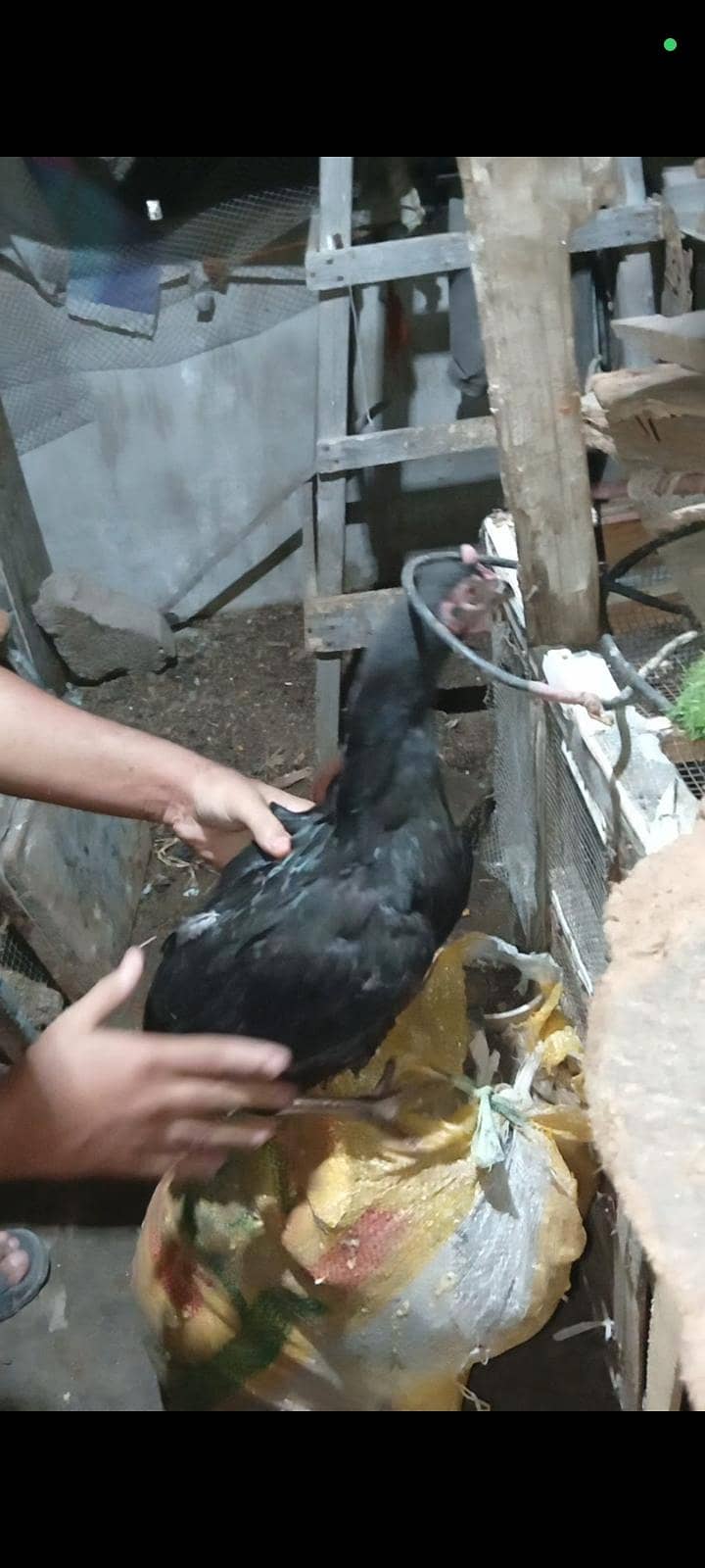 Aseel Mianwali Heera pair age 1 years home breed full active - Hens ...
