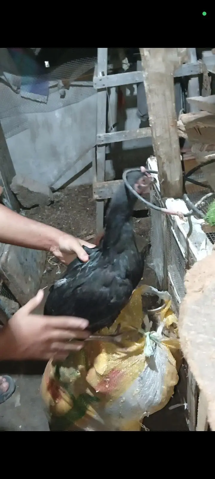 Aseel Mianwali Heera pair age 1 years home breed  full active — photo 4