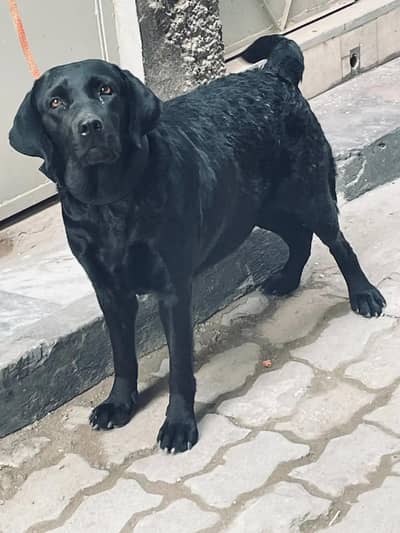 Top quality Labrador female.