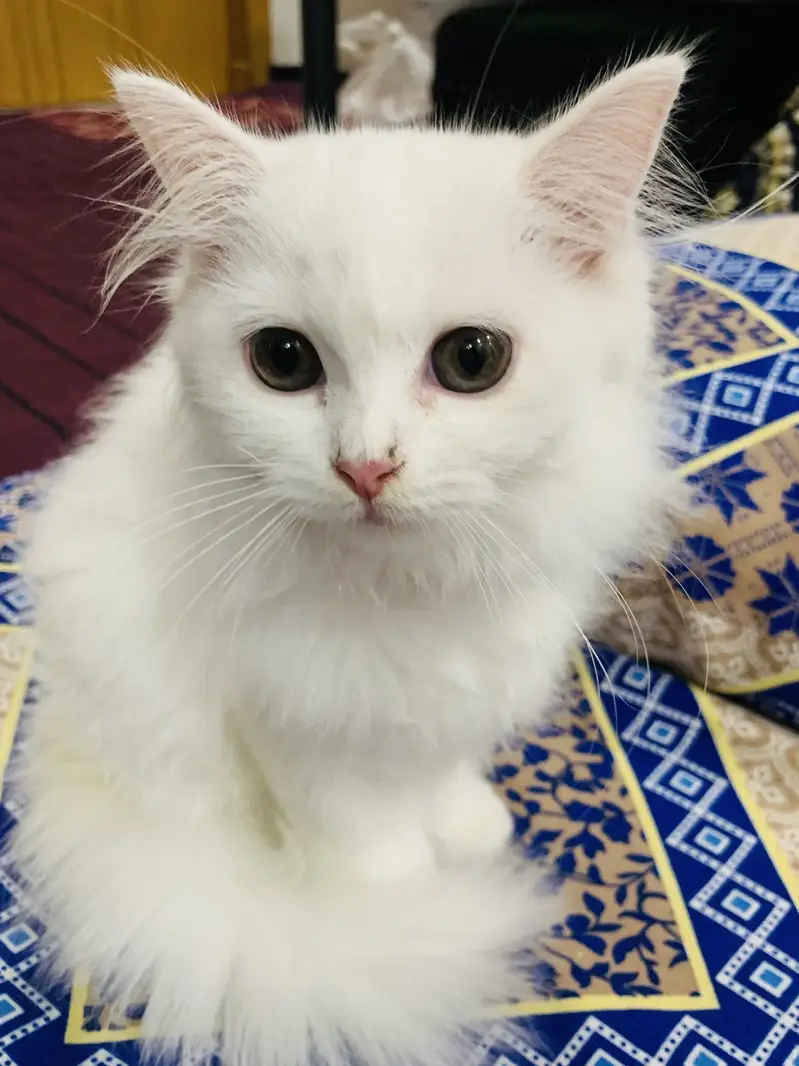Luna cat for sale + Accessories — photo 3