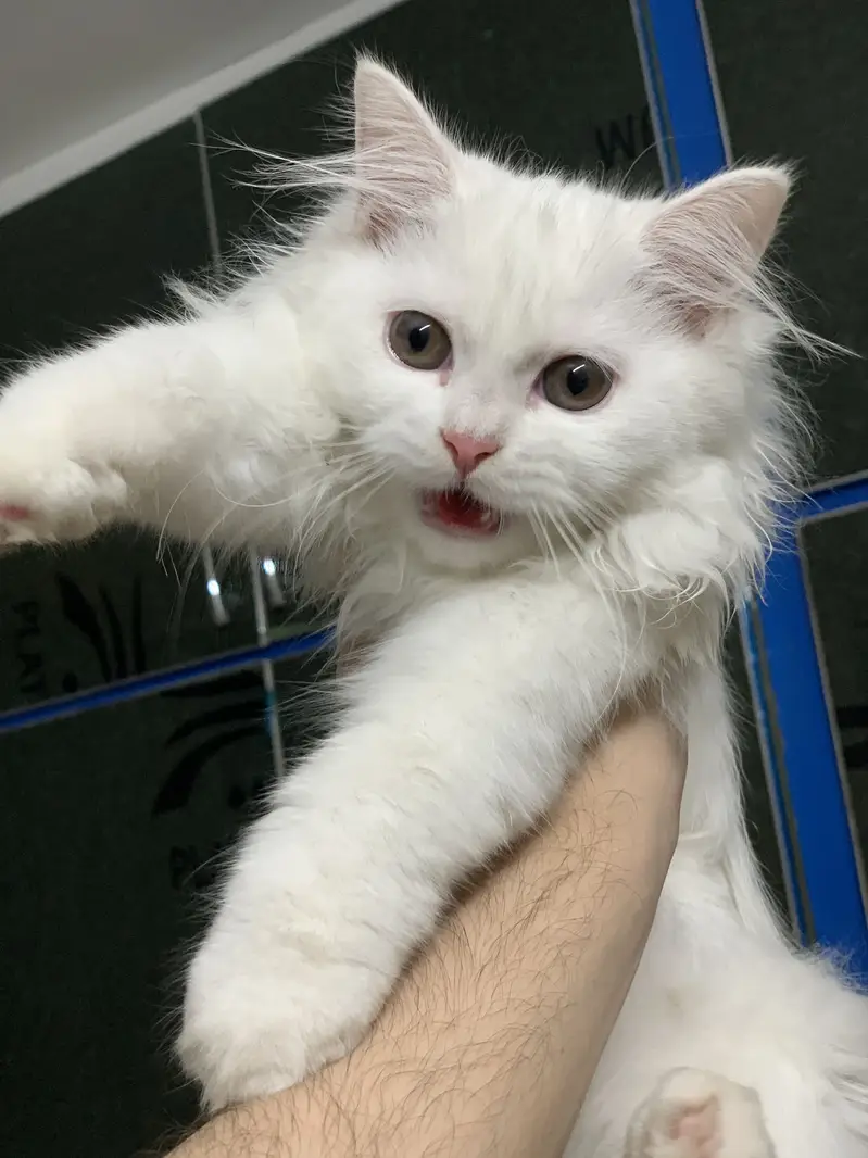 Luna cat for sale + Accessories — photo 4