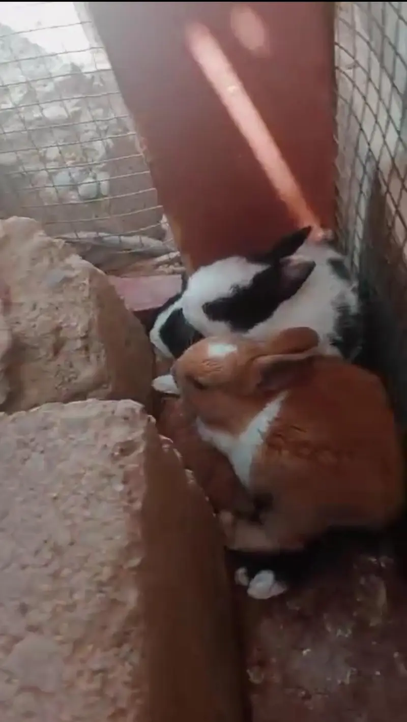 rabbit ka pair ha sath ma 4 Bache bhi han — photo 5