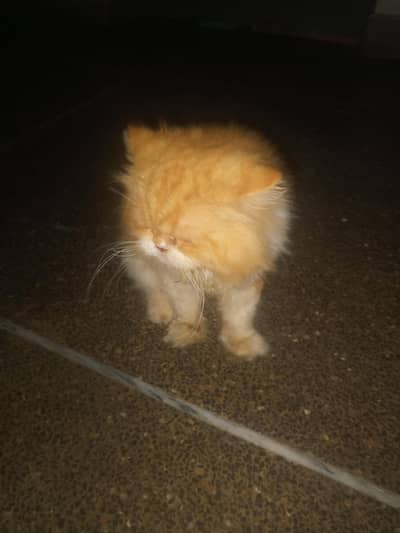 cat  for sale