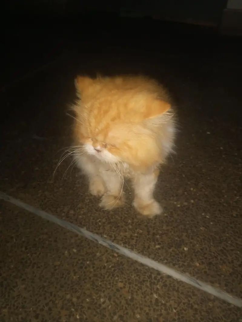 cat food — photo 2