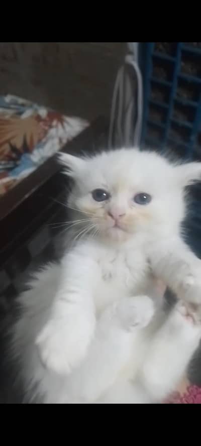 adult cat whith 5 white kitten set complete dyna