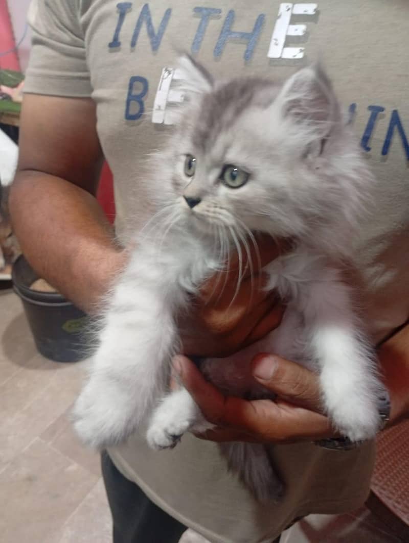 03030752828 1