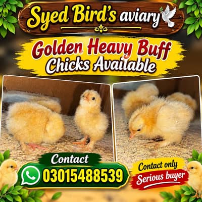 Golden Heavy buff chicks