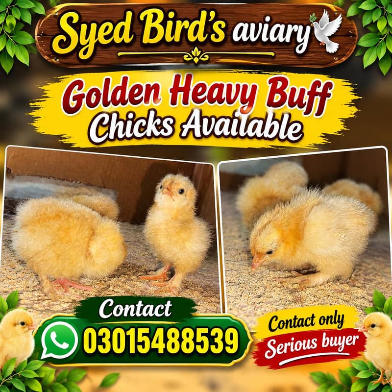 Golden Heavy buff chicks 0