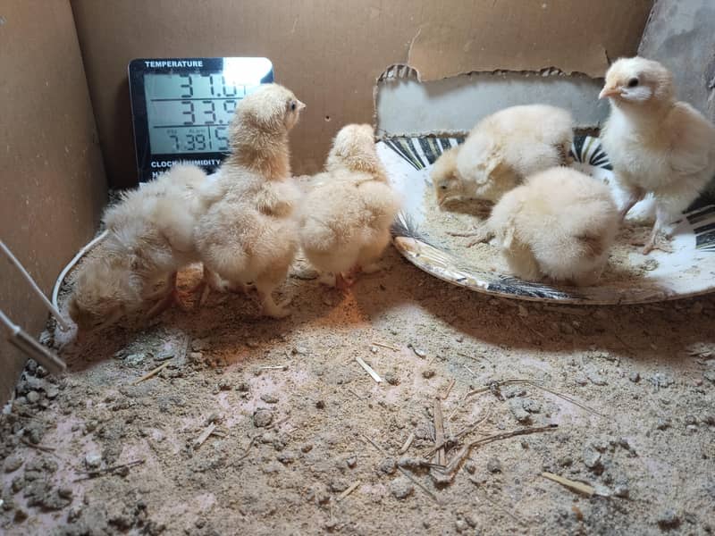 Golden Heavy buff chicks 1