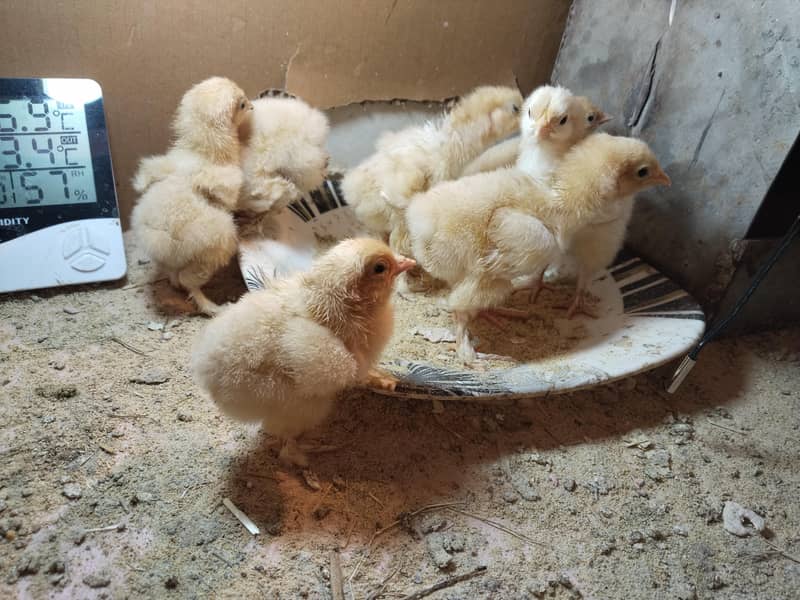 Golden Heavy buff chicks 2