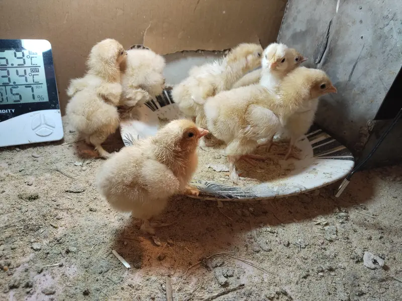 Golden Heavy buff chicks — photo 3